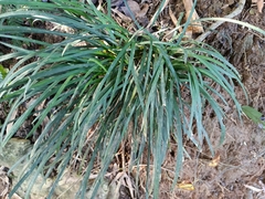Ophiopogoneae