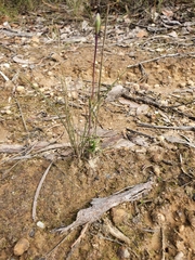 Thelymitra matthewsii