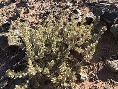 Atriplex corrugata