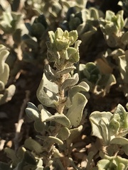 Atriplex corrugata