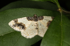 Ligdia adustata