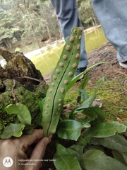 Pleopeltis polylepis