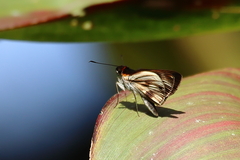 Vettius fantasos