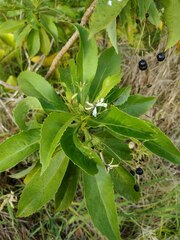 Scaevola chamissoniana