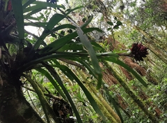 Guzmania besseae