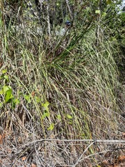 Cladium mariscus jamaicense