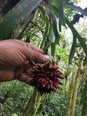 Guzmania besseae