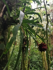 Guzmania besseae