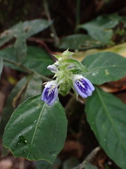 Rungia taiwanensis