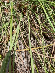 Cladium mariscus jamaicense
