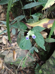 Rungia taiwanensis