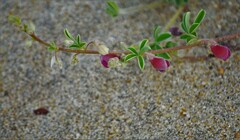 Portulaca grandiflora
