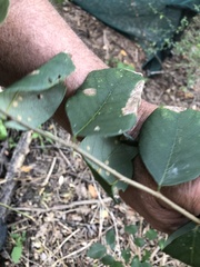 Bridelia leichhardtii