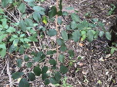 Bridelia leichhardtii