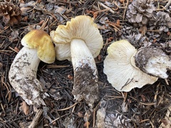 Tricholoma arvernense