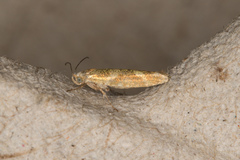 Argyresthia goedartella