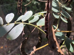 Senna gaudichaudii