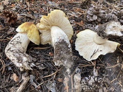 Tricholoma arvernense