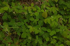 Desmodium intortum