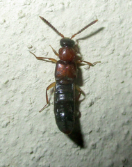 Lomechusini