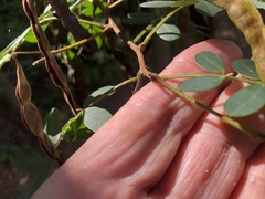 Senna gaudichaudii