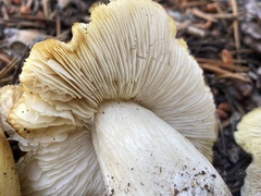 Tricholoma arvernense