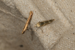 Argyresthia goedartella