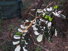 Senna gaudichaudii