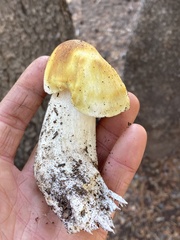 Tricholoma arvernense