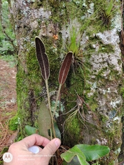 Elaphoglossum crinitum