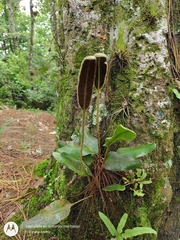 Elaphoglossum crinitum