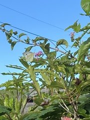 Pieris brassicae azorensis