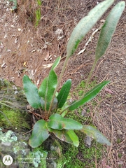 Elaphoglossum crinitum