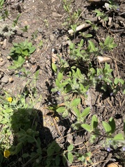 Trichostema oblongum