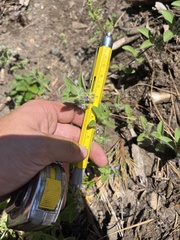 Trichostema oblongum