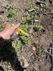 Trichostema oblongum