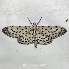 Antipercnia belluaria