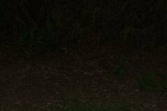 Digitaria eriostachya