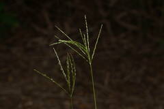 Digitaria eriostachya