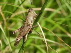 Shirakiacris shirakii