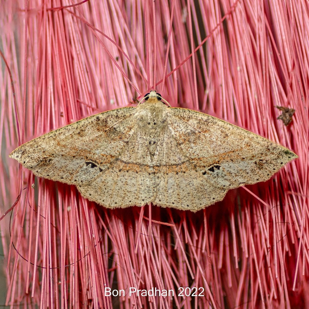 Psyra rufolinearia