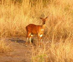 Tragelaphus scriptus bor