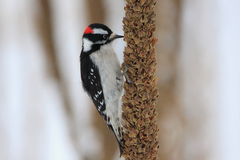 Dryobates pubescens leucurus