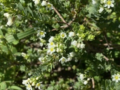 Phyllanthus calycinus