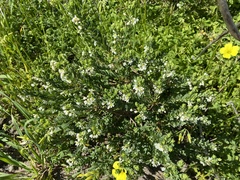 Phyllanthus calycinus