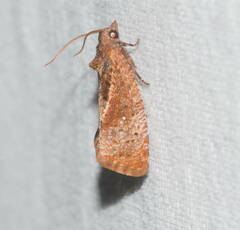 Broca-da-amêndoa (Cryptophlebia illepida)