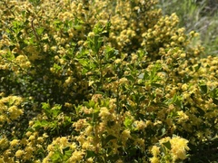 Acacia littorea