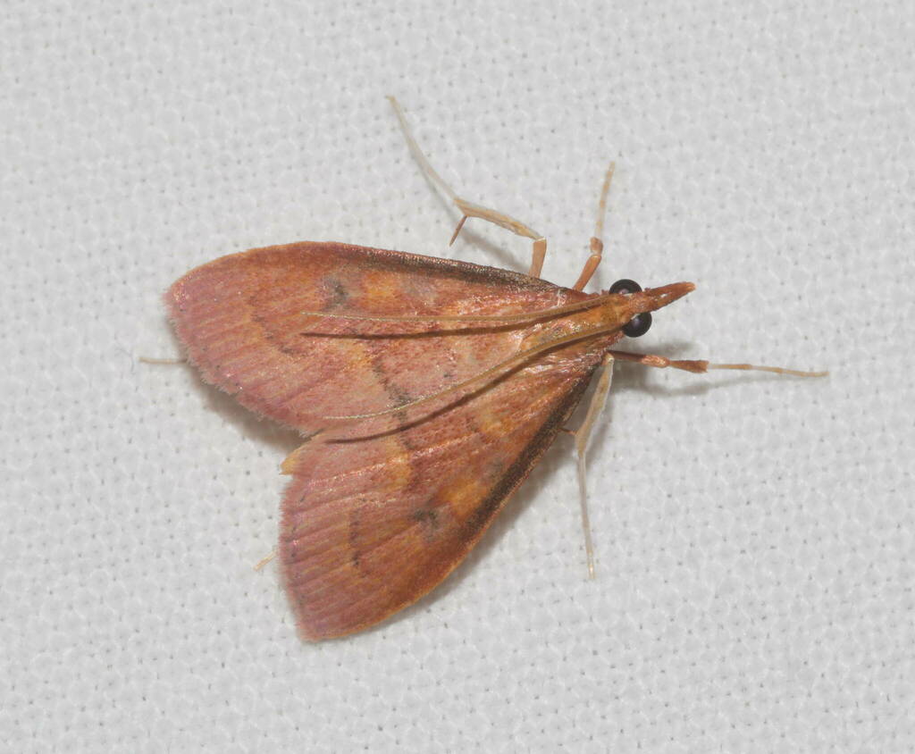 Udea liopis