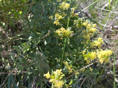 Acacia littorea