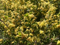 Acacia littorea